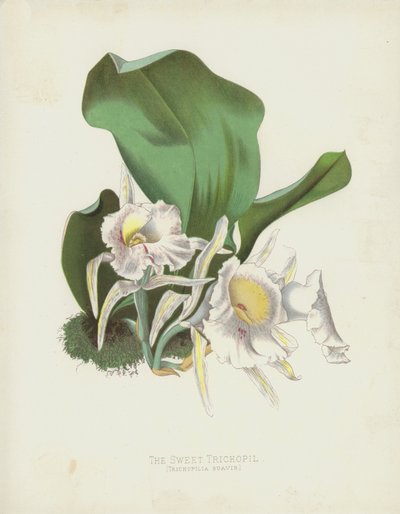 Le Trichopil Sucré, Trichopilia Suavis - English School